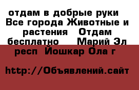 отдам в добрые руки - Все города Животные и растения » Отдам бесплатно   . Марий Эл респ.,Йошкар-Ола г.